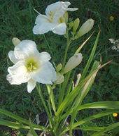 Bellhouse Plants
