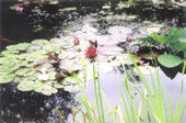 Mill Plant Nursery
