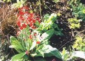 Mill Plant Nursery