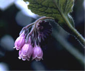 Barwinnock Herb Nursery