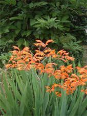 Bellhouse Plants