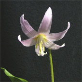 Erythronium revolutum