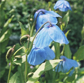 Meconopsis Lingholm