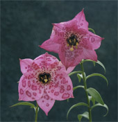 Nomocharis aperta