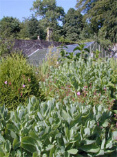 Riverside Trees Garden